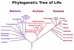 生物分類總表