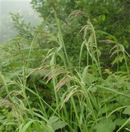 稗[禾本科、稗屬草本植物]