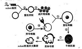 標記基因