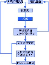 視紫質化學反應圖解