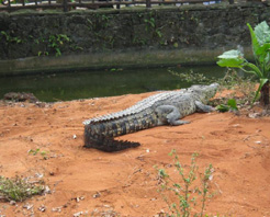 東山湖熱帶野生動物園