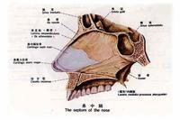鼻腔　