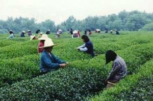 花果山雲霧茶