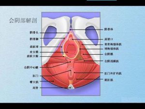 會陰體