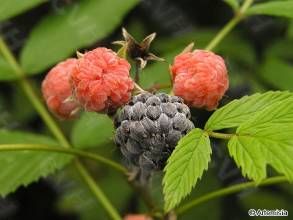 紅花懸鉤子