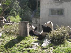 大陸贈台大熊貓團團、圓圓