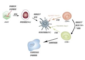 ACTL靶向性抗腫瘤免疫技術原理圖