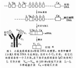 免疫遺傳學