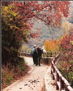 雙龍峽東山市級森林公園