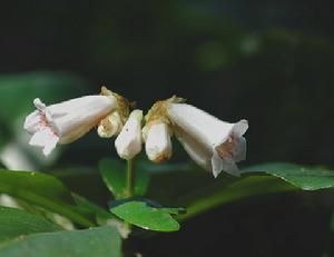 芥狀唇柱苣苔