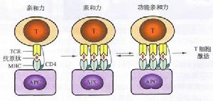 T細胞突觸