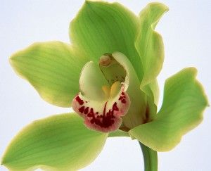 Cymbidium