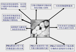 生物分解性