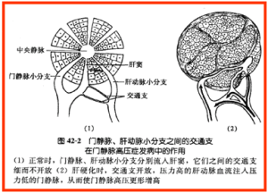 門靜脈系統