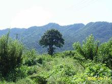 里口山風景