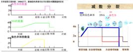 染色體數目改變