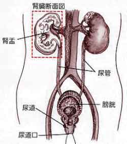 支原體尿路感染