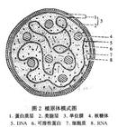 嗜麥芽黃單胞菌肺炎