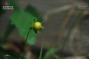 金雞菊