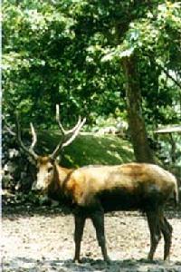 石首糜鹿自然保護區