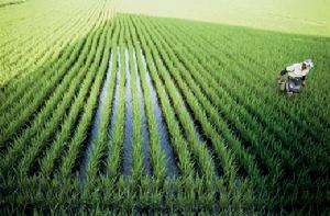（圖）轉基因水稻