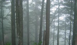 松科鐵杉屬，為常綠針葉喬木。在黃山雲谷寺古廟遺址的前方，屹立一株鐵杉古樹。樹高13米，胸圍2.1米，枝下 高2.5米，據考證此樹已有800年左右歷史。它冠如巨傘，枝繁葉茂，雄偉壯麗，為珍貴用材及觀賞樹種．它的分布高度在海拔800～1400米左右。在歙縣清涼峰、休寧白際嶺等地均有分布。有詩詠道：“鐵杉千載笑春風，遮卻方圓半畝空。根扎深山枝葉茂，世人喚作異蘿松。”南方鐵杉與華東黃杉同為我國特有的第三紀孑遺植物，由於它們稀有珍貴，同被國家列為重點保護樹種。