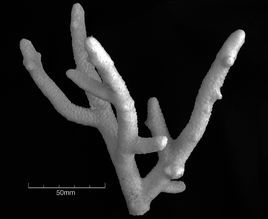 柱形鹿角珊瑚