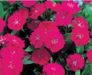 Dianthus chinensis