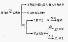 蛋白質代謝