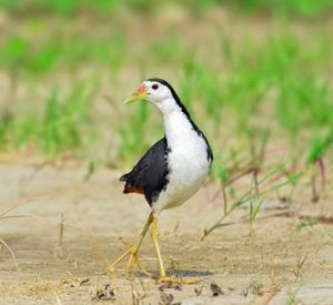 白胸苦惡鳥