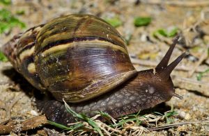 Lissachatina fulica