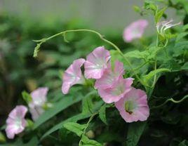 田旋花[茄目旋花科植物]