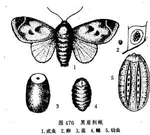 黑眉刺蛾