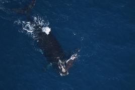 北大西洋露脊鯨