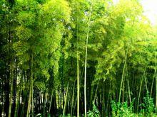叢林中美麗的方竹