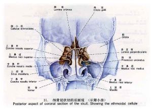 嗅覺障礙