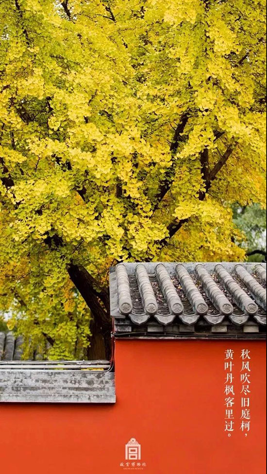 故宮的秋，是一場風花雪月！