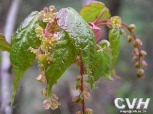 長葉疏花槭（變種）