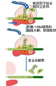 內切肽鏈酶