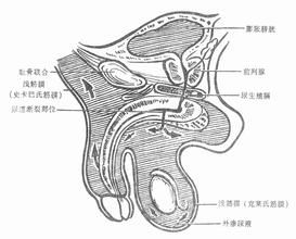 先天性後尿道瘺