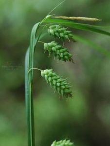 雙柱苔草