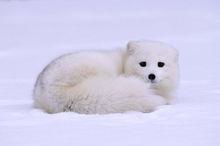 雪中的白狐