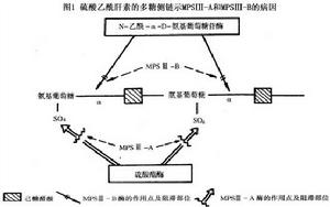 黏多糖貯積症Ⅲ型