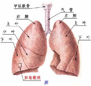 單純性肺嗜酸性粒細胞增多症