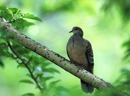 觀鳥[戶外活動]