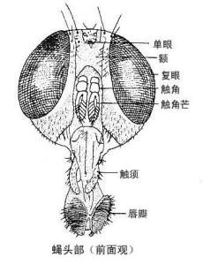 舐吸式口器