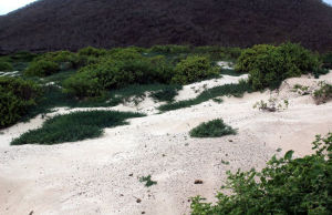 加拉巴哥群島