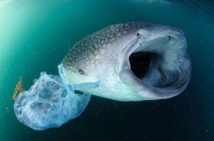 濾食性動物