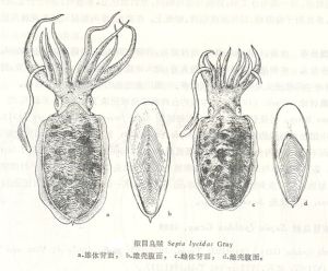 擬目烏賊