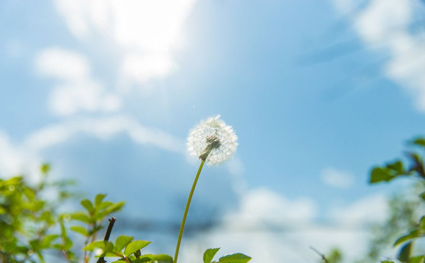 蒲公英泡水雖能清熱解毒 但真不能隨便喝